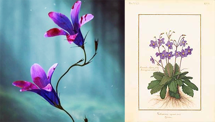 The Resurrection Plant In “Kingdom” Sort Of “Exists” And It Can Kind Of Bring Its Self “Back To&nbsp;Life”